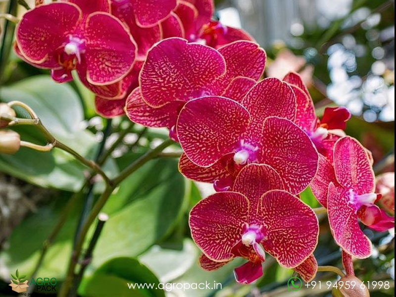 Phalaenopsis-Orchid-Diamond-Spot1