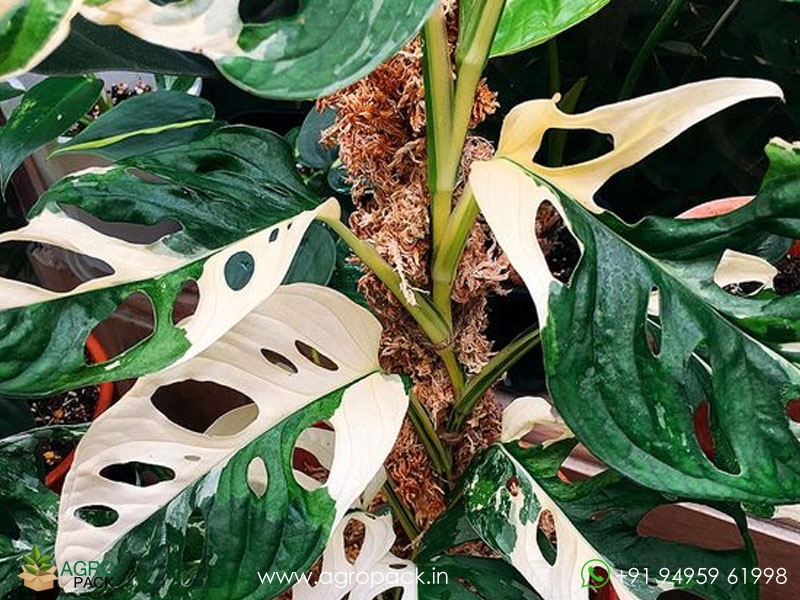 Philodendron-Adansonii-Variegated2