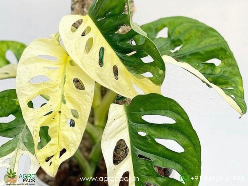 Philodendron-Adansonii-Variegated3