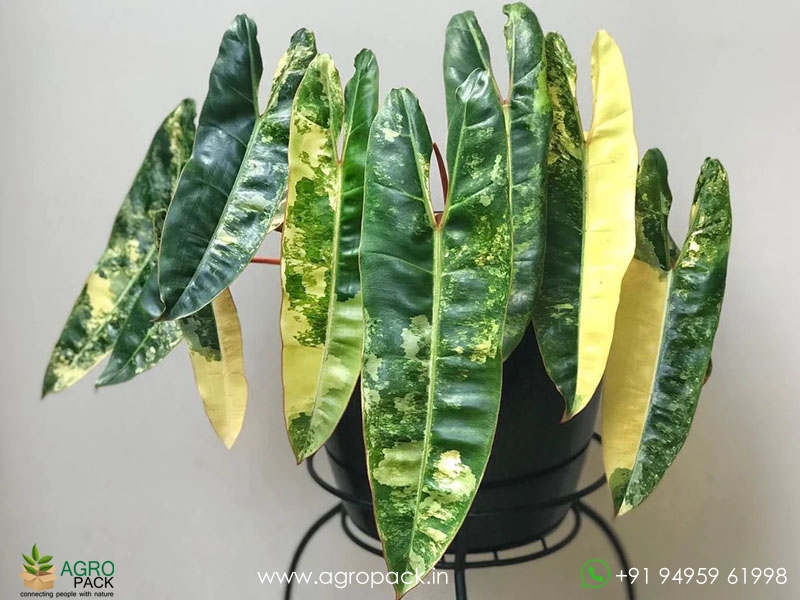 Philodendron-Billietiae-Variegated2