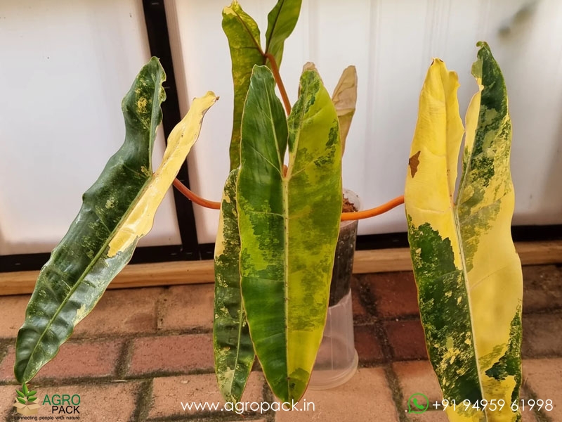 Philodendron-Billietiae-Variegated3