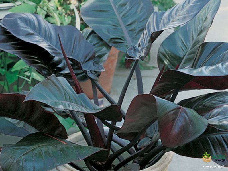 Philodendron-Black-Cardinal1