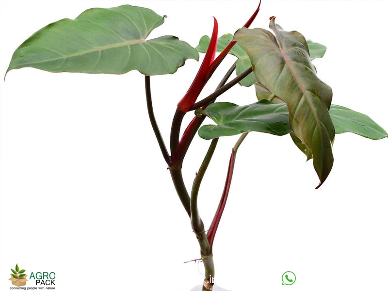 Philodendron-Black-Chocolate1