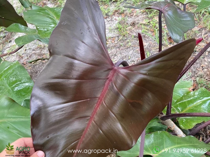 Philodendron-Black-Chocolate2