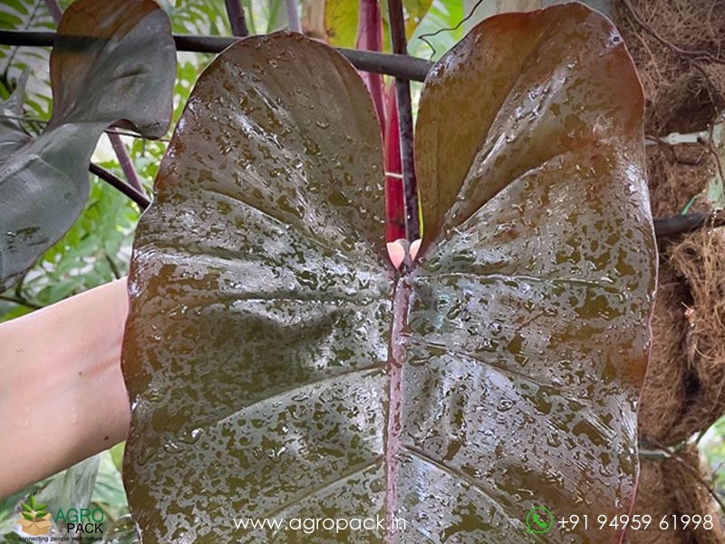 Philodendron-Black-Chocolate3