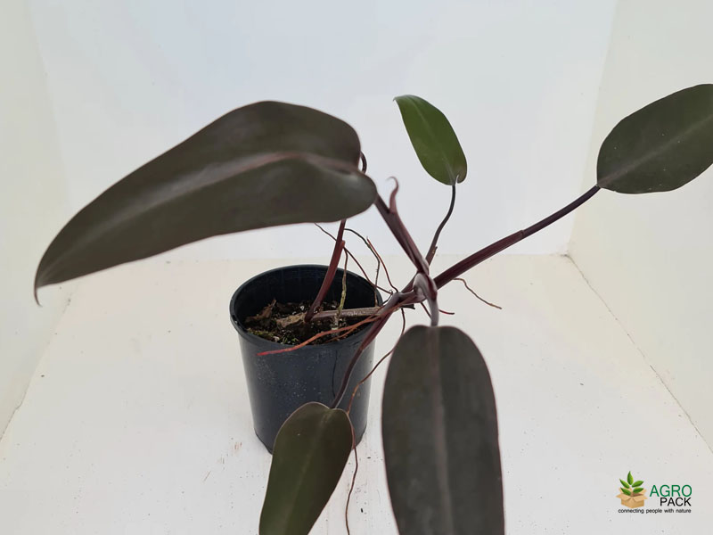 Philodendron-Black3