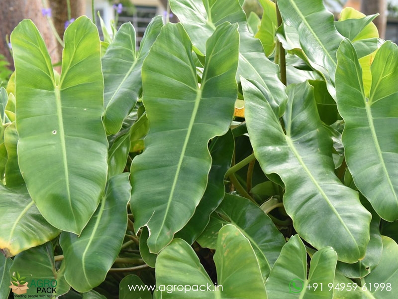 Philodendron-Burle-Marx1