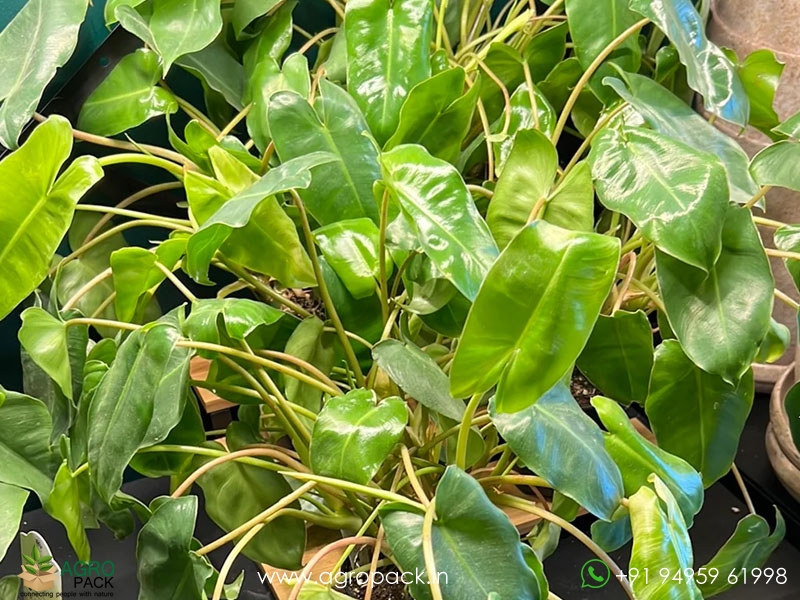 Philodendron-Burle-Marx4