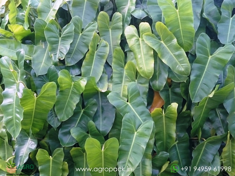 Philodendron-Burle-Marx6
