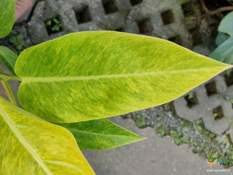 Philodendron-Calkins-Gold2