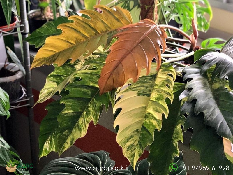 Philodendron-Caramel-Marble2