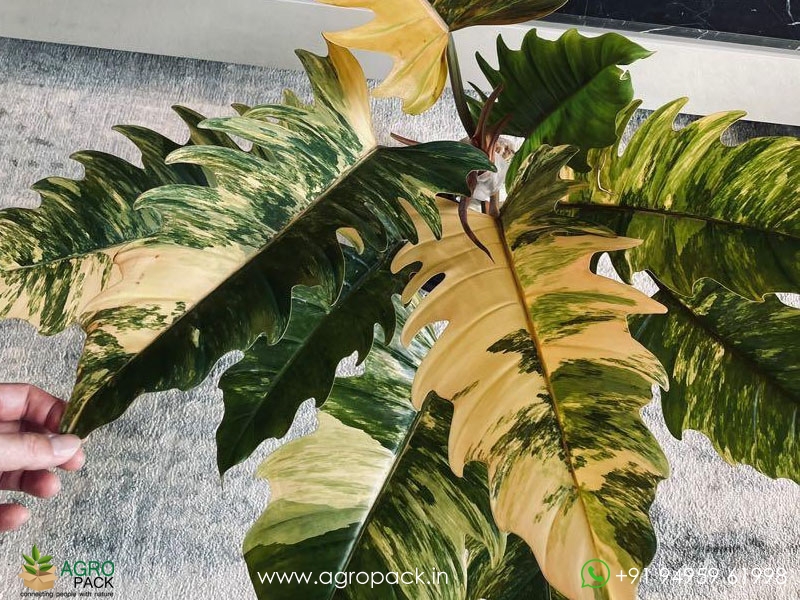Philodendron-Caramel-Marble3