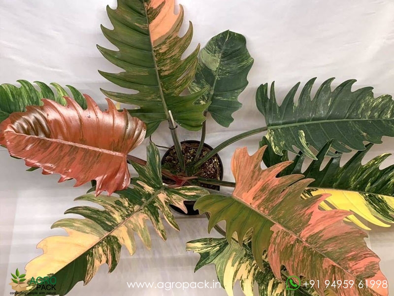 Philodendron-Caramel-Marble4