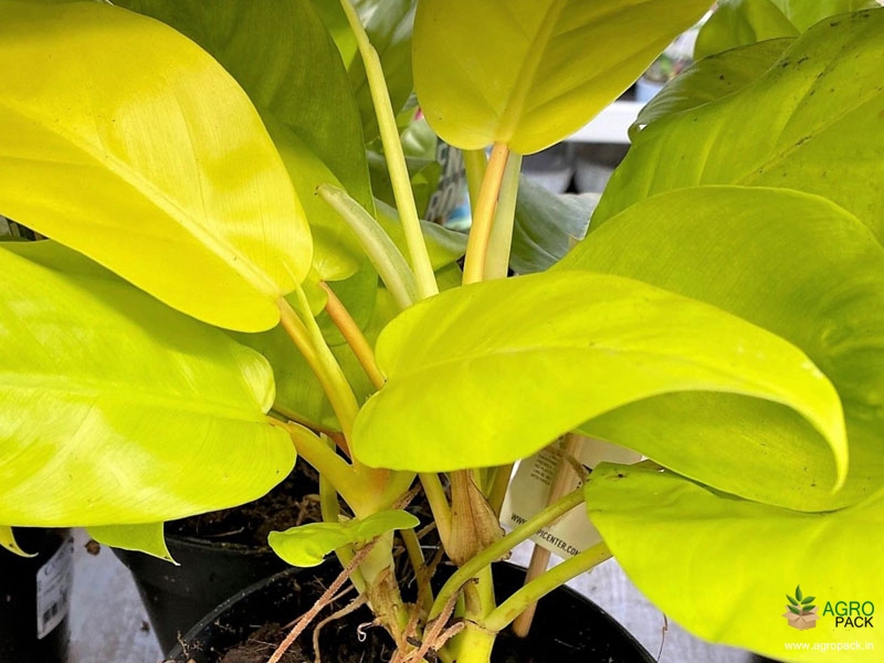 Philodendron-Ceylon-Golden-Plant1