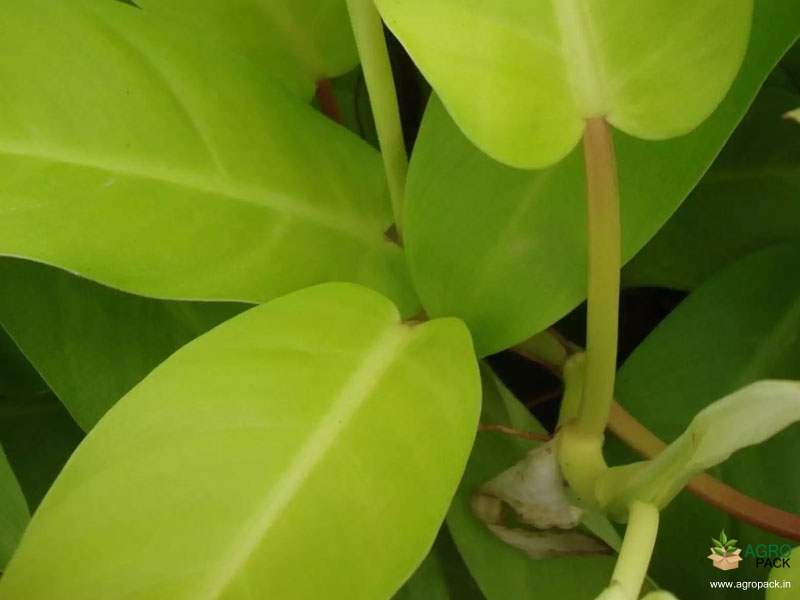 Philodendron-Ceylon-Golden-Plant2