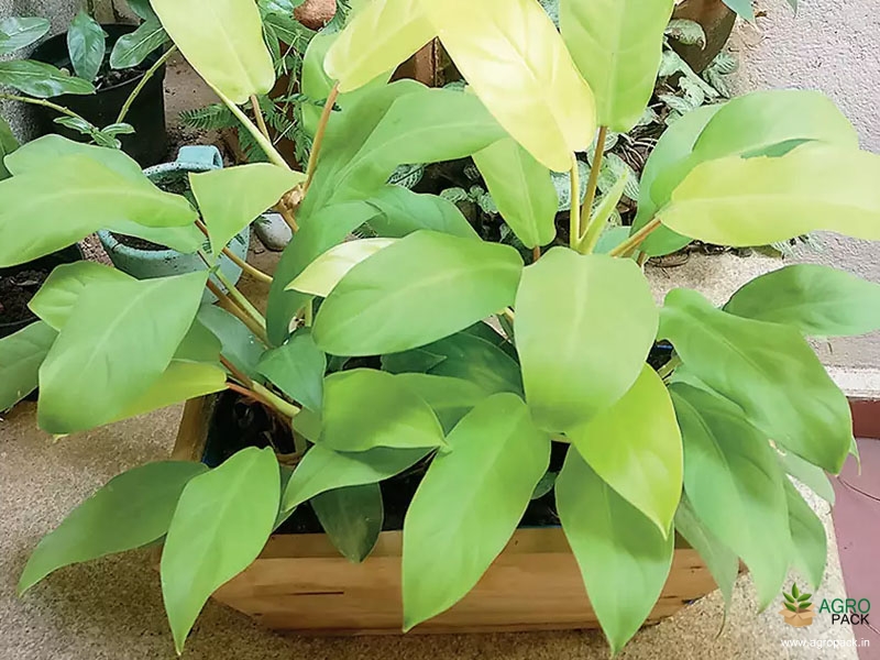 Philodendron-Ceylon-Golden-Plant3