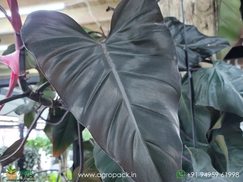 Philodendron-Dark-Lord1