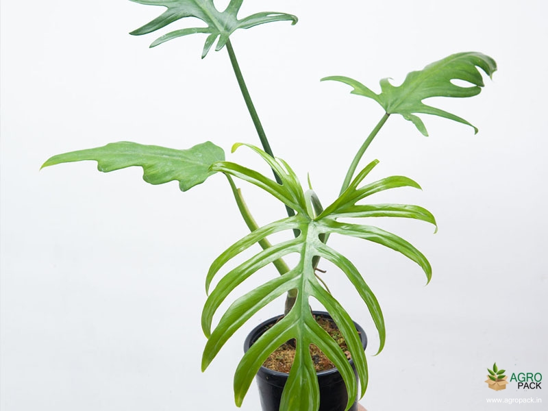 Philodendron-Elegans3