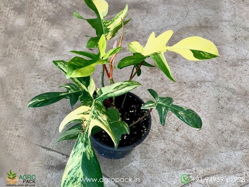 Philodendron-Florida-Beauty-variegated1