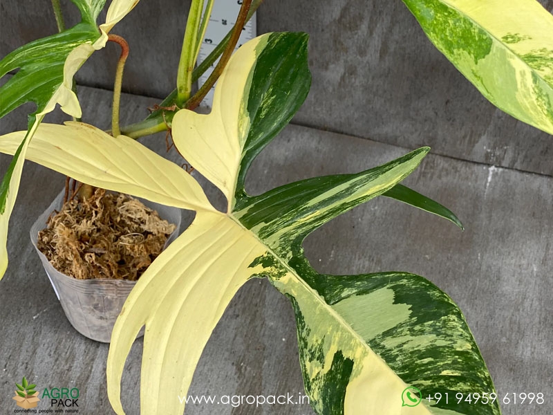 Philodendron-Florida-Beauty-variegated2