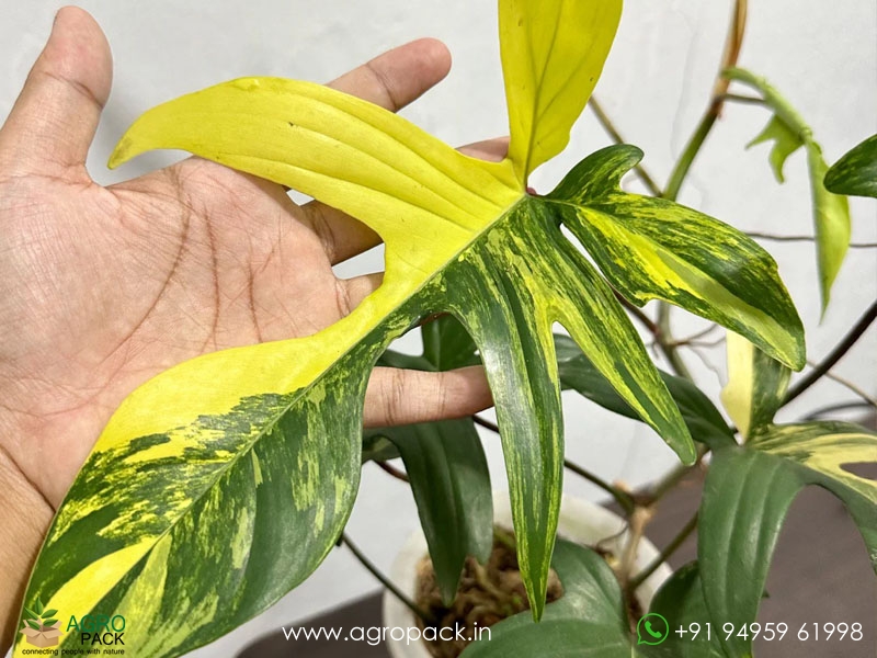 Philodendron-Florida-Beauty-variegated4