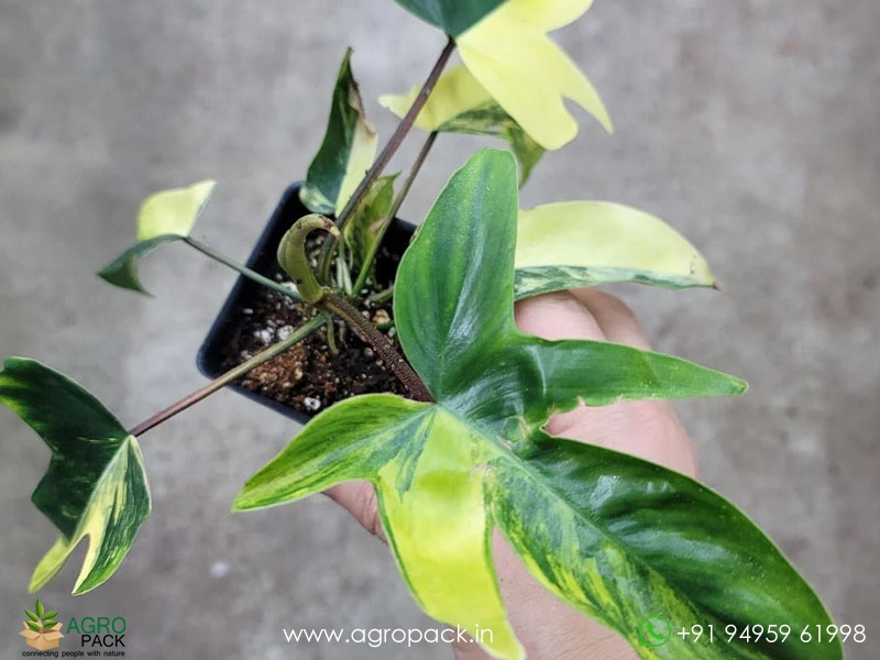 Philodendron-Florida-Beauty-variegated5