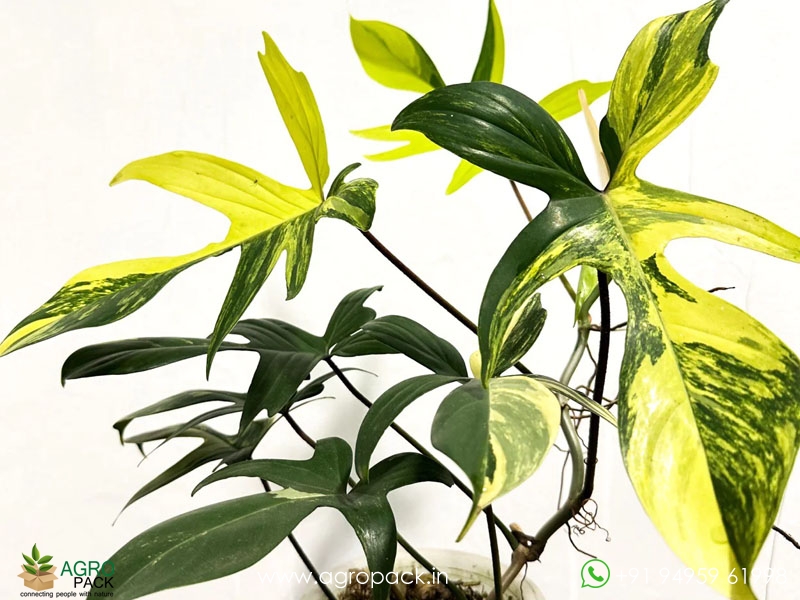 Philodendron-Florida-Beauty-variegated6