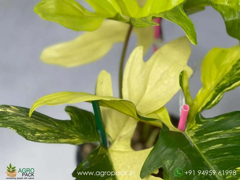Philodendron-Florida-Beauty-variegated7