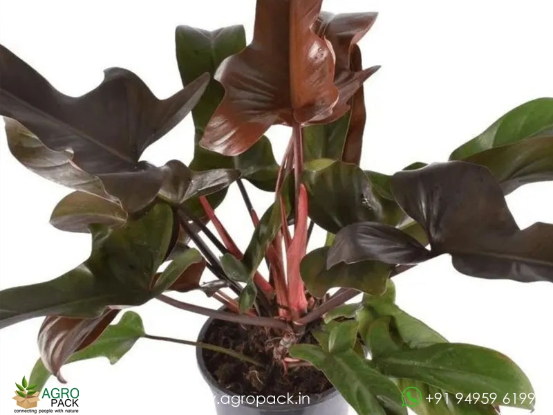 Philodendron-Florida-Bronze1