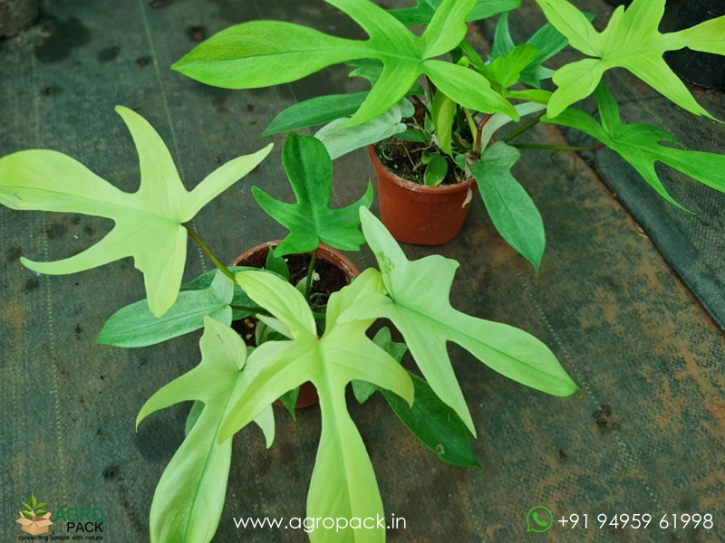 Philodendron-Florida-Ghost-Mint3