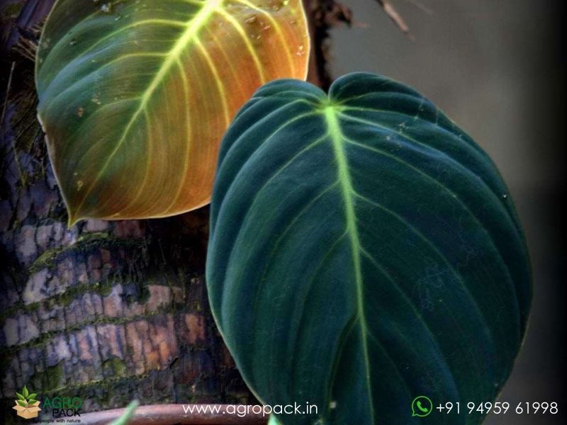 Philodendron-Gigas1