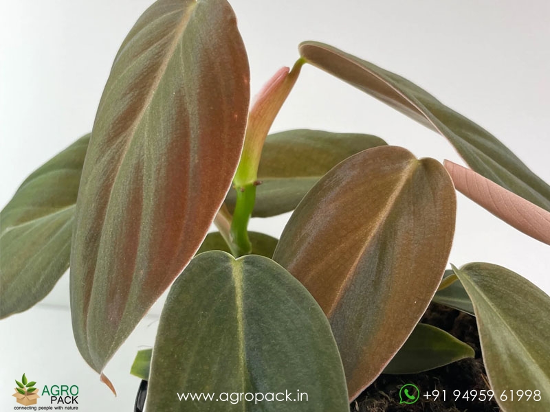 Philodendron-Gigas3