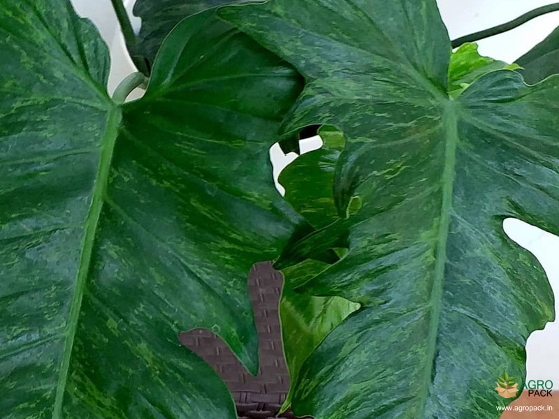 Philodendron-Golden-Dragon2