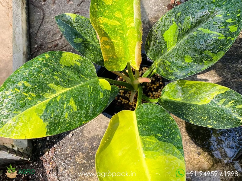 Philodendron-Green-Congo-Variegated3