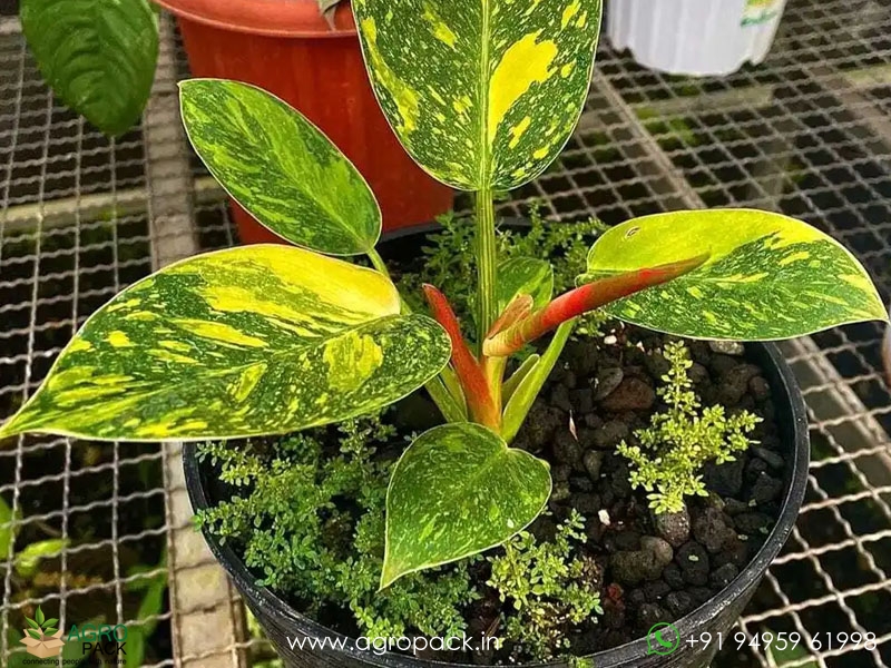 Philodendron-Green-Congo-Variegated4