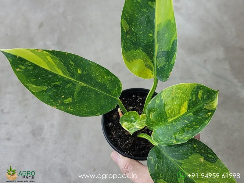 Philodendron-Green-Congo-Variegated5