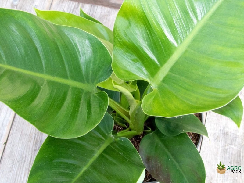 Philodendron-Green-Imperial1