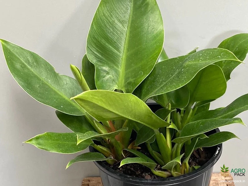 Philodendron-Green-Imperial2