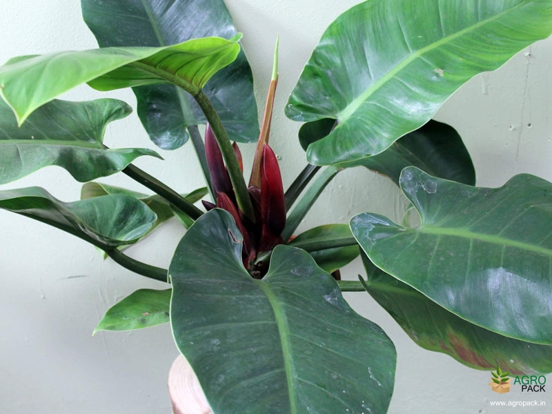 Philodendron-Green-Imperial4