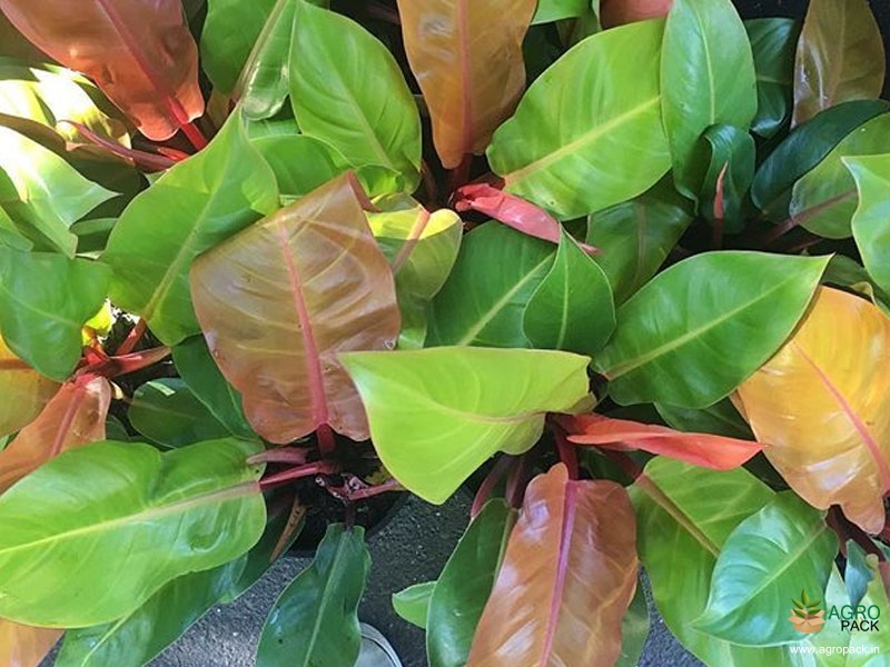 Philodendron-Imperial-Gold2