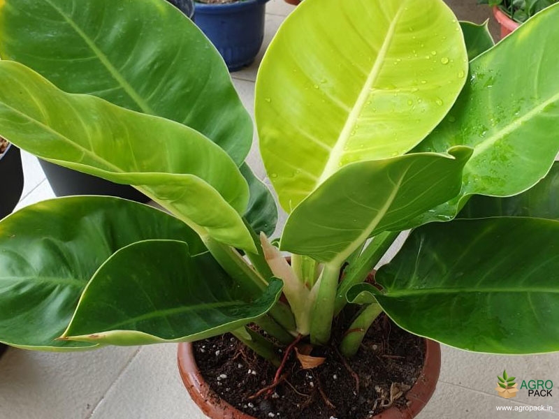 Philodendron-Imperial-Gold3
