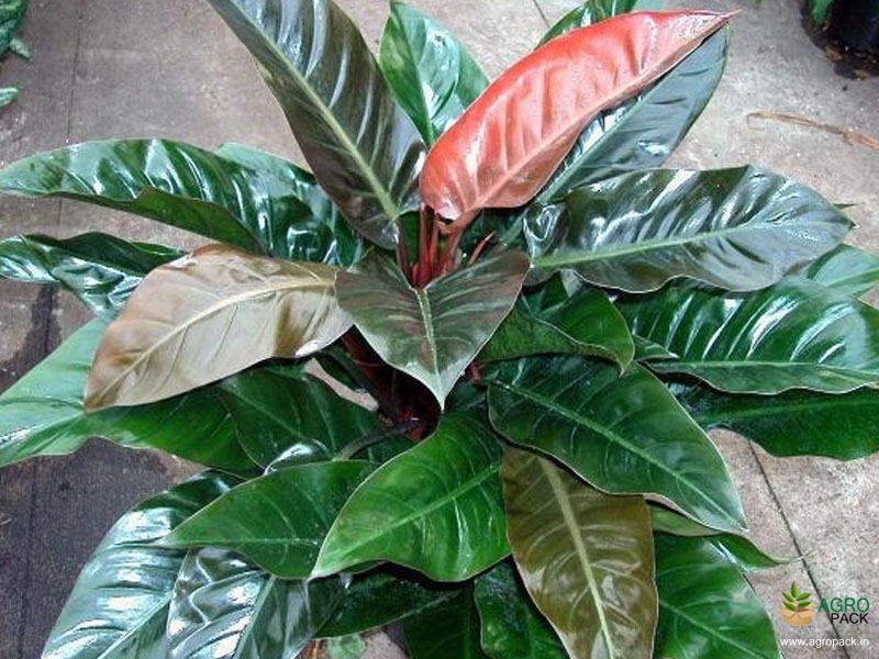 Philodendron-Imperial-Red2