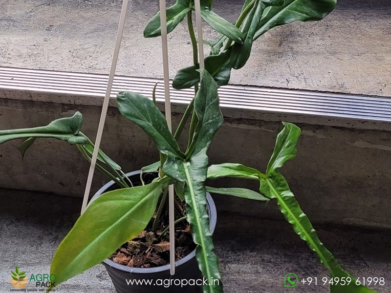 Philodendron-Joepii1