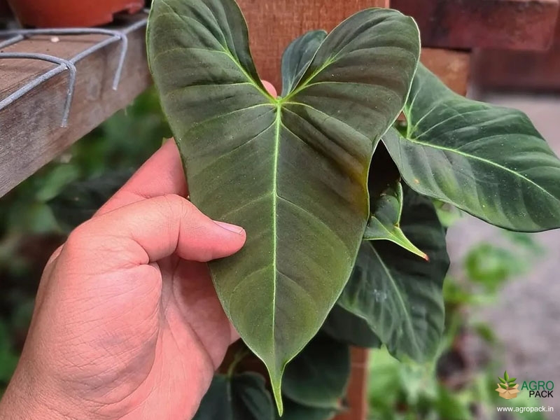 Philodendron-Lupinum1