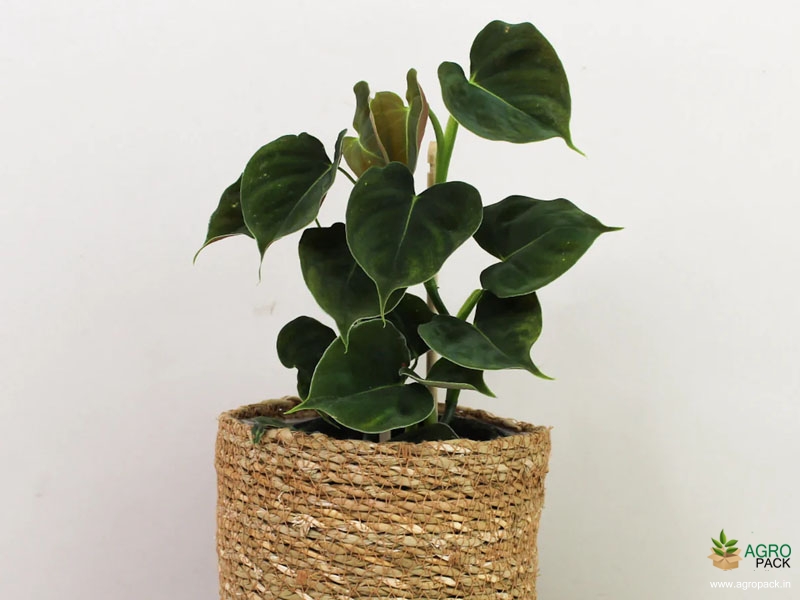 Philodendron-Lupinum3