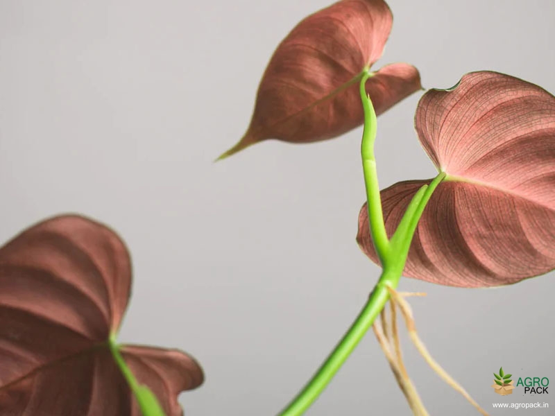 Philodendron-Lupinum5