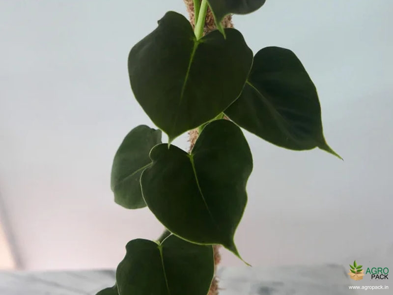 Philodendron-Lupinum6