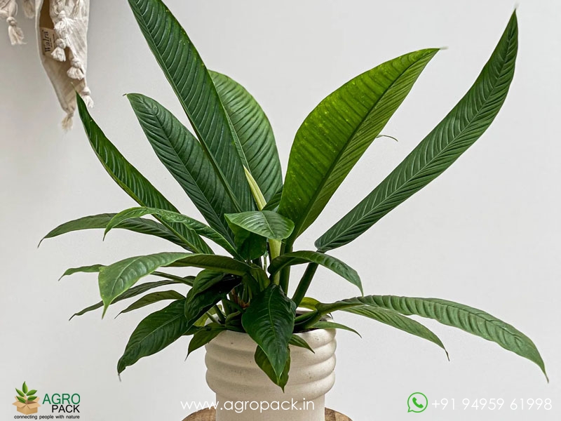 Philodendron-Lynette6