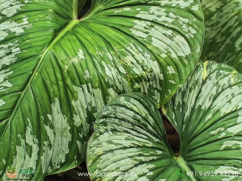 Philodendron-Mamei3