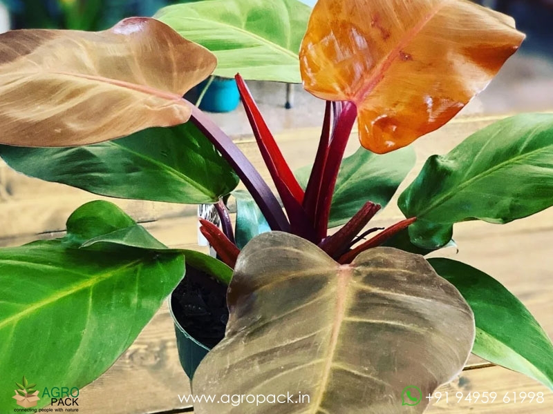 Philodendron-McColley2